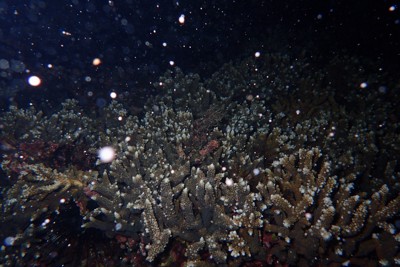 サンゴゆらゆら、幻想的な夜の海　和歌山・串本で産卵確認