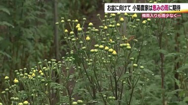 農家にとっては恵みの雨に？小菊栽培は少雨で負担が増加　開花時期をお盆やお彼岸に　難しい調整【福島発】