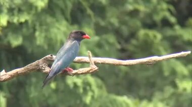 吉備中央町に毎年やって来る「森の宝石」　地元住民見守る渡り鳥「ブッポウソウ」の子育て【岡山】