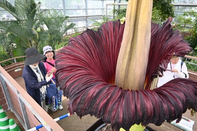 全長2m超　世界最大級の花「ショクダイオオコンニャク」開花　宮崎