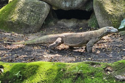 世界最大「コモドオオトカゲ」、東山動植物園で飼育へ　国内園で唯一