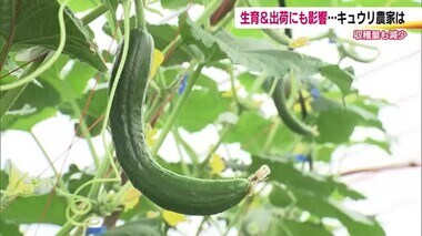 キュウリが生育遅れ…曲がって収量も減り　空梅雨と猛暑で影響受ける＜福島・須賀川市＞