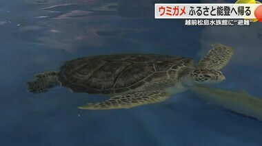 能登半島地震で避難のウミガメ　半年ぶりの“我が家”「のとじま水族館」へ　越前松島水族館を出発【福井】