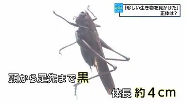 「珍しい生き物を見かけた」黒い大きめのバッタ？　視聴者が目撃した“謎の生き物”は「ヒメギス」だった