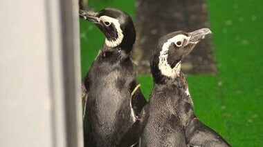 新潟に避難していた“ペンギン”石川に戻る！被災した「のとじま水族館」一部営業再開へ