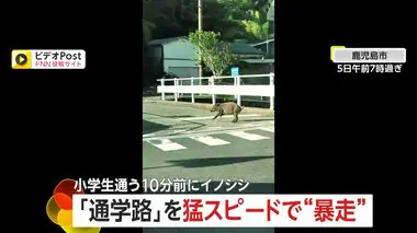 【衝撃】小中学生の通学路に“暴走イノシシ”　逃げ場ない一本道を猛スピードで走り去る　登校時間のわずか"10分前”に出現…　鹿児島市