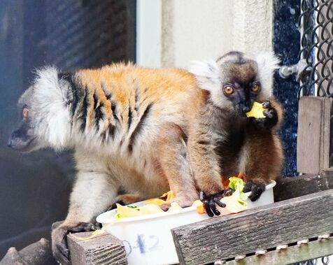 ネオパーク新顔に命名　つむぎ・ネオン・ナゴン 来園者考案