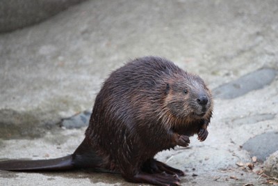 千葉市動物公園、8月まで入園料2割引き　夜の生態観察も企画