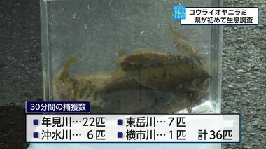 爆発的な増加を受けて県も乗り出したコウライオヤニラミの生息調査　実態は　