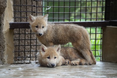 ホッキョクオオカミの赤ちゃん1頭死ぬ　絶滅危惧種　那須どうぶつ王国