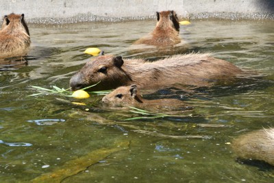 カピバラたちが池でプカプカ　福岡・海の中道海浜公園で暑気払い