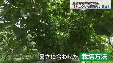 「キュウリも経験したことがない暑さでは…」猛暑で栽培方法を変更　生産者の暑さ対策