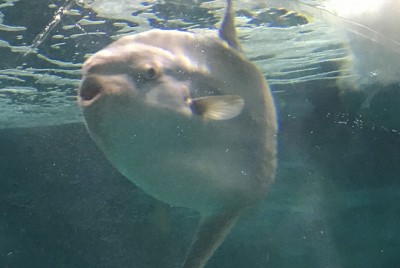 クラゲをひと飲み…捕食動画で話題　海響館でマンボウ展　山口