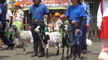 「飛び出しちゃだめぇ～」板橋子ども動物園の3頭のヤギが警視庁板橋署の1日署長に　交通安全を呼びかけ