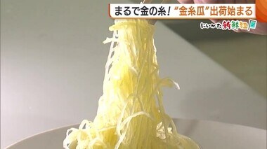 まるで金の糸！？そうめんかぼちゃ“金糸瓜”の出荷スタート「味も金メダル級」【新潟・阿賀町】