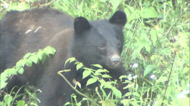 キャンプ中にクマと遭遇しないために　専門家が対策を解説　ポイントは夜間と匂い【宮城発】