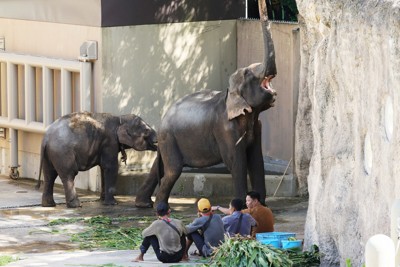 ゾウ4頭、ミャンマーから到着　福岡市動物園　7年ぶり飼育・繁殖へ