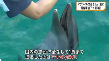 和歌山県でマダライルカ赤ちゃんが1歳に！　繊細で飼育難しく飼育環境下で国内初