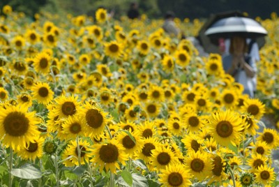 斜面を黄色く染める10万本のヒマワリが見ごろ　三重・志摩市観光農園