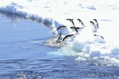 氷の世界のペンギンたち　南極で生きる姿