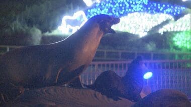 コアラが元気に歩き回る姿も…名古屋・東山動植物園で8/10から『ナイトZOO』昼間とは違う雰囲気で毎年人気