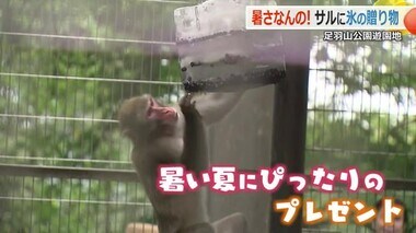 サルも暑いのは苦手…氷の中にバナナやオレンジ　ニホンザルが“ひんやりスイーツ”を堪能　福井市足羽山公園遊園地