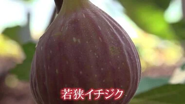 甘味たっぷり「若狭イチジク」収穫始まる