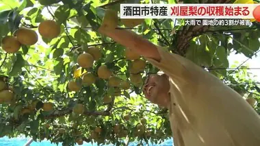 【山形】「復旧より最高のタイミングで収穫が最優先」酒田特産・刈屋梨の収穫始まる…梨畑の約3割に被害