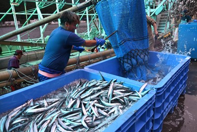 銀色に輝く40トン　三陸沿岸でサンマ初水揚げ　「昨年より大きい」