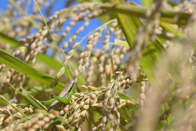 7月物価、うるち米20年ぶり上昇率　生育不良に外食回復重なり