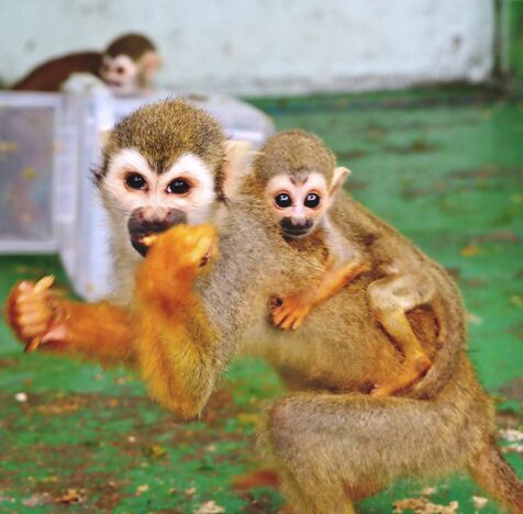 かわいい！母親の背中にしがみつく　コモンリスザルの赤ちゃんが誕生　沖縄こどもの国