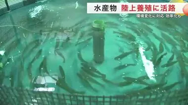 石巻に陸上養殖の開発拠点が完成 海水温上昇など変化に対応 水を浄化し再利用〈宮城〉