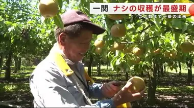 秋の味覚「ナシ」の収穫が最盛期　収穫量も味もここ数年で一番の出来　岩手・一関市