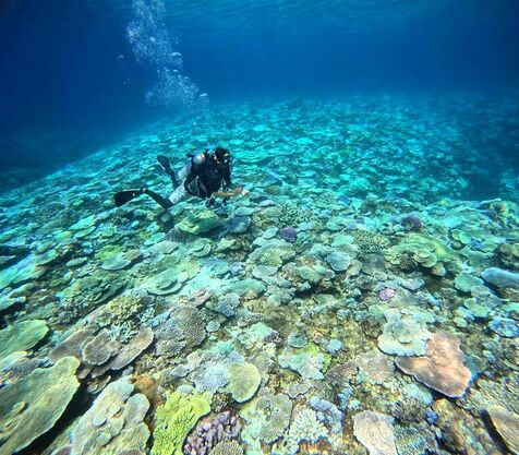 辺野古サンゴ白化６６％　深場４１％　最悪水準の恐れ