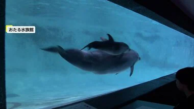 「カワイイ！」大行列の先はバンドウイルカの赤ちゃん！北海道の水族館に福岡からも客が