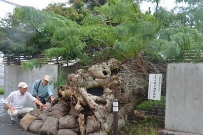 5年前の台風で倒れた樹齢1000年の巨木、新しい根が生え復活