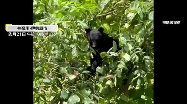 【なぜ】神奈川の霊園に巨大クマが出没「ここまで下りてきたのは初めて」食料不足が原因か…クマは山に