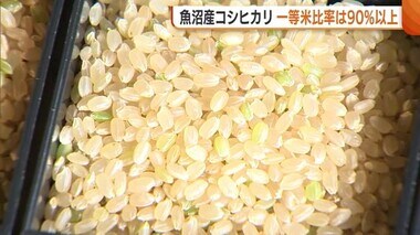 “魚沼産コシヒカリ”一等米比率90%以上に！暑さ対策などで例年並みに回復「今までの苦労が喜びに」