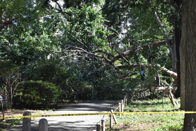 イチョウの枝下敷きで男性死亡　ギンナンで重くなったか　東京・日野