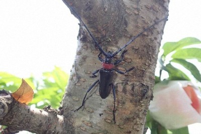 「クビアカ」侵入阻止せよ　桃の天敵、虫とり少年にも協力依頼　福島