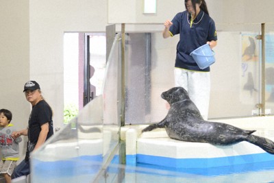 前脚ひらひら、ごあいさつ　アザラシの「レイワ」デビュー　北海道