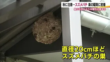 駆除作業に密着！スズメバチの巣　専門業者に任せて一気に解決　ハチの攻撃を受けやすいクロとニオイ