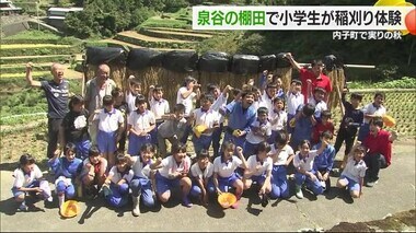 頭垂れる黄金の実りに「重い」　内子「泉谷の棚田」で地元小学生が稲刈り体験「賑やかなのはええ」【愛媛】