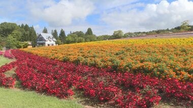 題して“虹色の花畑”…岐阜県郡上市『牧歌の里』でマリーゴールドやサルビアなど5種類の花が見頃に