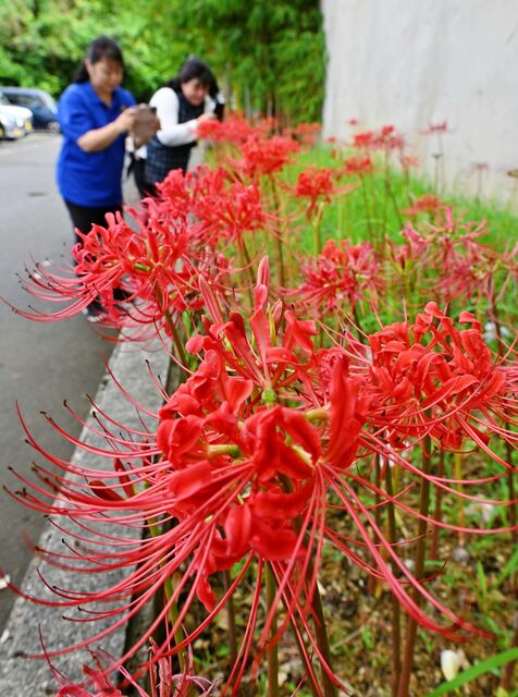 鮮やかな赤いヒガンバナ秋の訪れ　9月19日は彼岸入り　沖縄・南風原町