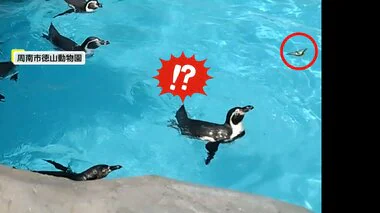 チョウを追いかけるペンギン動画が人気！魚のように目の前を素早く動く物に興味か　徳山動物園