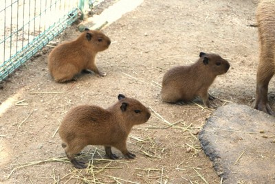 走る、食べる、寝る…愛らしいカピバラの三つ子誕生　福岡