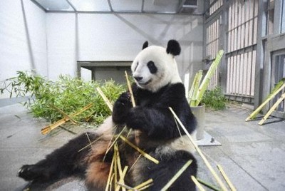 パンダのカップルとお別れ　上野動物園で最終観覧、29日に中国へ