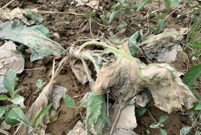 能登豪雨　半島の豊かな田畑が被害　「地震よりダメージ大きい」