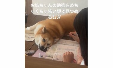 「スパルタ家庭教師みたい」宿題中の中2娘を“監視”する柴犬の顔が怖すぎる!?どんな表情だったのか投稿者に聞いた